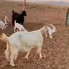 ماعز متوم العدد 4