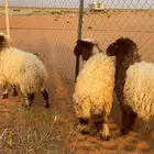 رخال نعيم 3