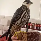 مطلوب بكه او جلمه بالقريات 100ريال