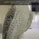 صقور للاحتفالات والمناسبات والتصوير