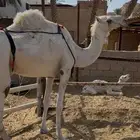 خلفه ثنو مصغر