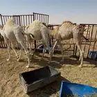 للبيع قعدان قعود قصب