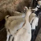 تيوس مناسبات
