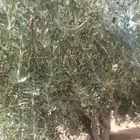 شجر زيتون منتج عمر 10 سنوات اكثر من 2 بوصه