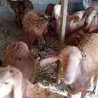 طليان ذبائح سواكن حمريات تربيه