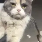 قطة حامل لقيناها بالشارع اليفه مره وتحزن