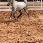 خيل عربي شعبي