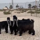 معزا عوارض معرفه وطيبه