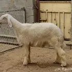 مشروع فحل مطور