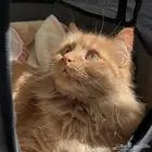 قطه شيرازي للبيع