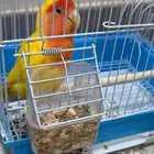 روز أليف اللون لاتينو