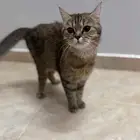 سكوتش ستريت للتبني