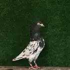 ذكر رمبوري تم البيع