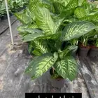 مؤسسة زهرة الخليج الزراعية -نجران -دحضة