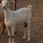معزى للبيع