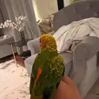 صن كنيور نهاية غر