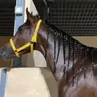 حصان شعبي لبيع