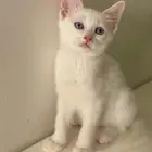 قط لتبني
