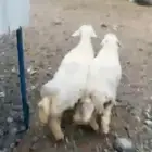 البيع طلي و رخل كبار فل شحم