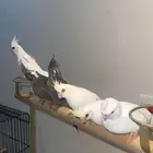 نوادر طفرات الكوكتيل للعشاق التميز والحجم