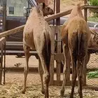 فرود للبيع