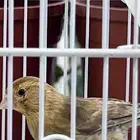 عدد اثنين فروخ كناري ( تم البيع )