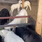 طليان ورخال ذبايح