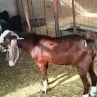 تيس مشروك هولندي