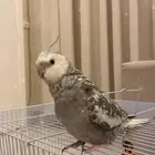 كروان هولندي ضايع