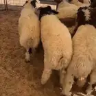 نعيم