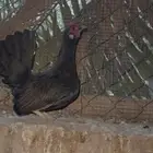 3 دجاج مسحب جبنيز قزم