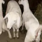 تيس وطليان
