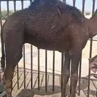 حاشي لباني عمره 7 اشهر