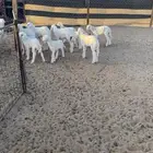 غنم حريه العدد 35 بهمها 12