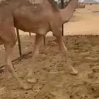 بكره للبيع كفو وباقي ترضع ويوجد قعدان التواصل اتصال