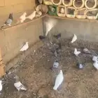 دجاج حمام