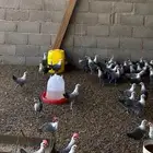 صوص فيومي