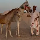 فرس شعبيه معها مهر