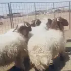 للبيع نعيم العدد 4 خرفان 3واحده رخال