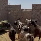 معزا قبرصيات بفحلها صنف