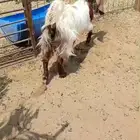 جفره مشروكه