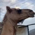 خلفه طيبه