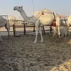 واضحه