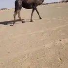 جنوب برودان