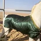 جلال خيل وزينة خيل