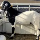 تيس فل الفل ماينعس فيه عظم
