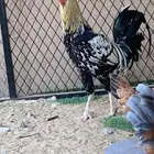 ديك باكستاني