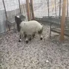 رخال نعيمه