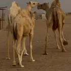 للبيع ناقه معه بكره كبيره وبكره صغيره