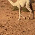 اشيقر